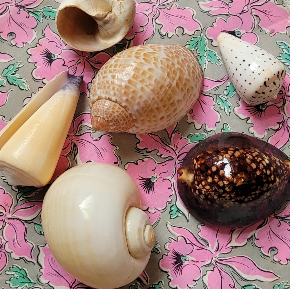 Set of 6 seashells
